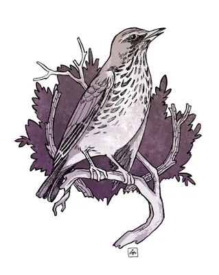 Птица Songbird Дрозд-Рябинник - Бесплатное фото на Pixabay - Pixabay