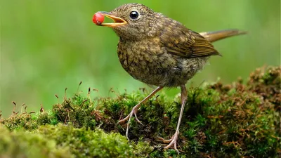 🕷 🐦 дрозд-рябинник и маленький …» — создано в Шедевруме