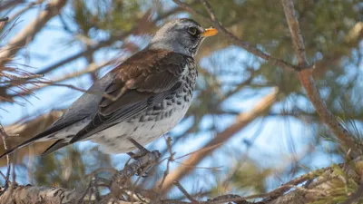 Дрозд-рябинник Turdus pilaris Fieldfare