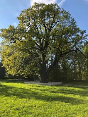 Дуб обыкновенный Quercus robur - купить декоративные и хвойные растения с  доставкой по Украине в магазине Добродар