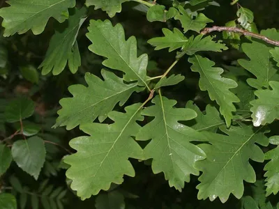 Дуб Quercus rubra можно купить недорого с доставкой в питомнике Любвитский