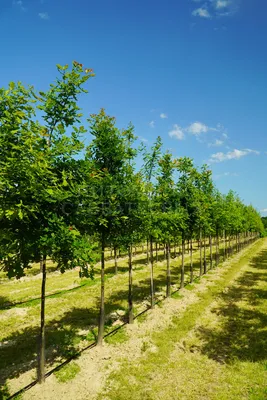 Дуб Болотный \"Quercus palustris\" купить по цене 175000 рублей от питомника  саженцев и растений Центросад | Фото и консультация по уходу