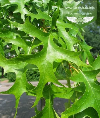 Quercus rubra, Дуб красный|landshaft.info