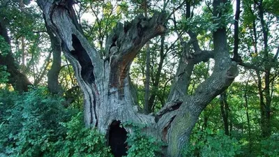 Quercus palustris, Дуб болотный|landshaft.info