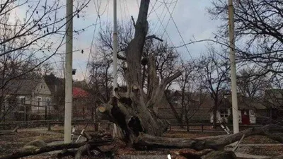 Японский вечнозеленый дуб семена купить недорого