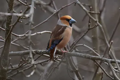 Арчевый горный дубонос - eBird