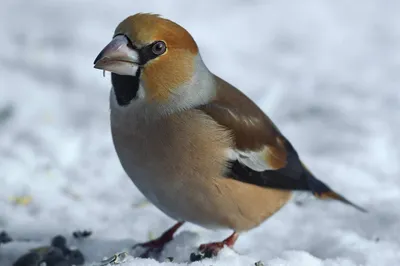 Птицы НСО | Дубонос – Coccothraustes coccothraustes