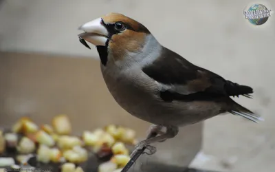 Дубонос Coccothraustes coccothraustes Hawfinch