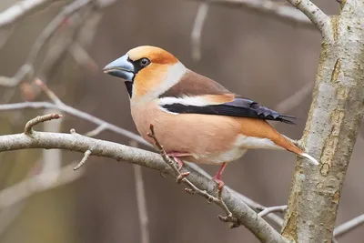 Дубонос (Coccothraustes coccothraustes) — Фото №1433798