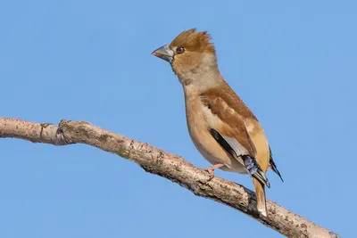 Дубонос (Coccothraustes coccothraustes). Птицы Европейской России.