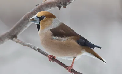 Обыкновенный дубонос - eBird