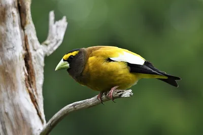 Фото: Обыкновенный дубонос (Coccothraustes coccothraustes).  Фотограф-анималист Евгений Околов. Фото животных. Фотосайт Расфокус.ру