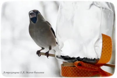 Фотография Обыкновенный дубонос (Coccothraustes coccothraustes) Птицы  западного Кавказа | Фотобанк ГеоФото/GeoPhoto | GetImages Group