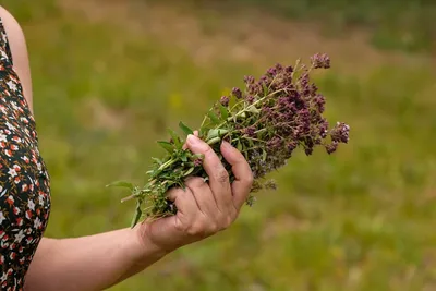 Душица обыкновенная (Origanum vulgare `Compactum`) - Душица обыкновенная -  Душица - Многолетники - Каталог - LESKOVO-PITOMNIK.ru