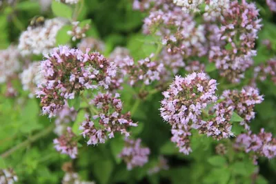 Купить душицу Диабло в питомнике. Описание и фото сорта