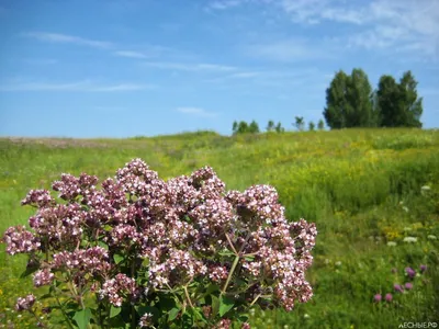 Душица обыкновенная 200 руб. AGRO239