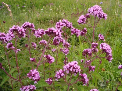 Душица обыкновенная (Origanum vulgare)