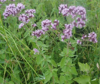 Листья душицы (vulgare Origanum) Стоковое Фото - изображение насчитывающей  трава, садоводство: 70116934