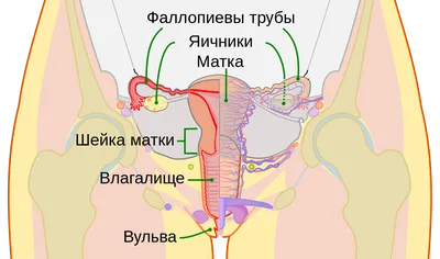 Данные регистра: в 2010 году пол в Эстонии сменили два человека, в 2022 -  уже 23 | Эстония | ERR