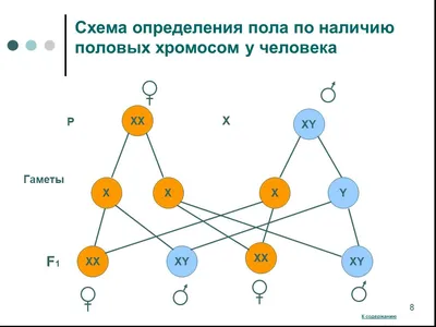 SAFARI.am - ♥ПРАВИЛА ЖИЗНИ НОРМАЛЬНОГО ЧЕЛОВЕКА ЛЮБОГО ПОЛА♀️♂️ 1. Если ты  решаешь: поспать или пожрать перед сном — иди с¥ка спи. 2. Если у тебя  денег на нормальное вино не хватает в