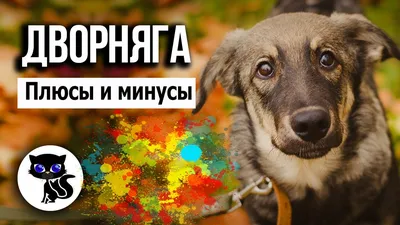 Дворняга - подарок с сюрпризом | Школа «Собачье Дело» | Дзен