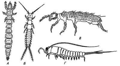 Двухвостки (Diplura) / Курс / Энтомология