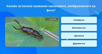 Двухвостка насекомое - 74 фото