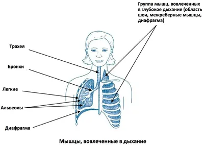 Алмазное Дыхание: практика, которая наполнит вашу жизнь осознанностью |  Остеопатия и практики медитации | Дзен