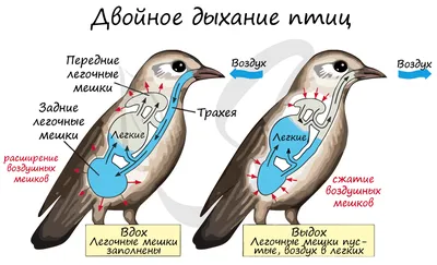 Дыхание через губы - техника, цель, упражнения