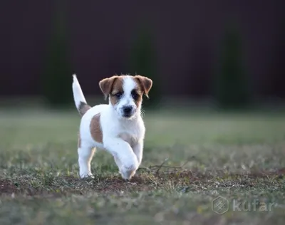 Джек рассел терьер🐕: купить щенка в Москве, цена - питомник «Суперминики»