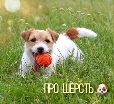 Пропала собака Джек Рассел Терьер в Ростове-на-Дону | Pet911.ru