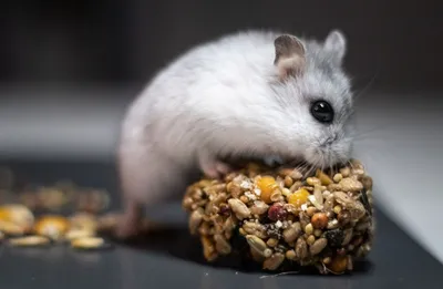 vikazachkova - Джинджи завтракает, уважает докторскую колбасу)) #хомяк  #хомяки🐹 #хомякирулят #джунгарики #джунгарик #джунгарскийхомяк #джунгарики🐭🐹  #hamster #hamsters #hamster🐹 | Facebook