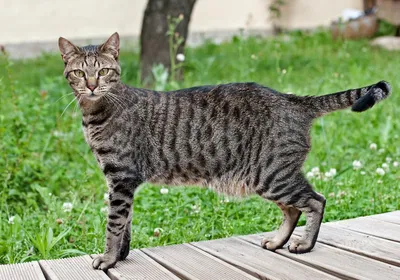 Египетский мау EgyptSila Setx (Egyptian mau EgyptSila Setx… | Flickr