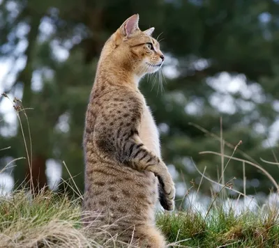 Egyptian-Mau-1.jpg