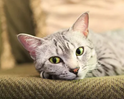 Египетская мау / Egyptian Mau - PetsPoint.ru