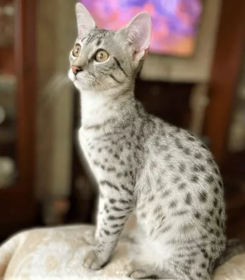 Египетский мау EgyptSila Setx (Egyptian mau EgyptSila Setx… | Flickr