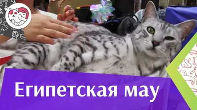 😻Египетская мау — любимица фараонов: история происхождения, как выглядит,  характер | Нос, хвост, лапы | Дзен