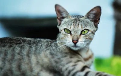 Египетская Мау. Фото, цены, купить Egyptian Mau | ВКонтакте