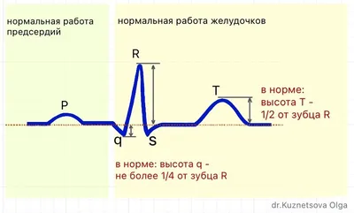 Холтеровское мониторирование ЭКГ и суточное мониторирование АД теперь и в  нашей клинике!