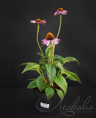 Эхинацея пурпурная (Echinacea purpurea `Bravado Rose`) - Эхинацея пурпурная