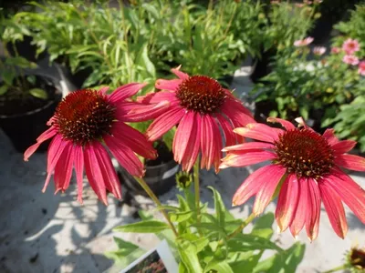 Купить Эхинацея пурпурная Echinacea-purpurea - в питомнике Флорини