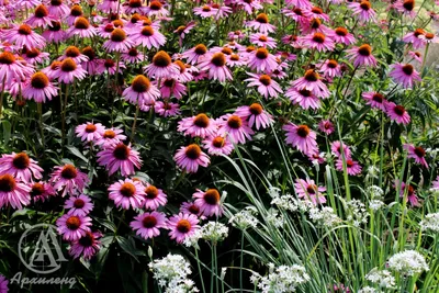 Echinacea purpurea, Эхинацея пурпурная|landshaft.info