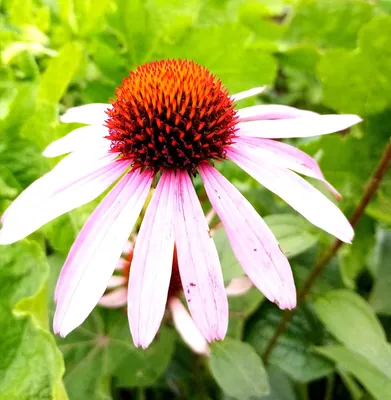 Купить Эхинацея (Echinacea) с доставкой почтой в интернет-магазине Архиленд