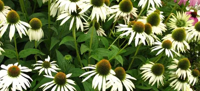 Эхинацея пурпурная Альба Echinacea purpurea Alba - купить семена цветов с  доставкой по Украине в магазине Добродар