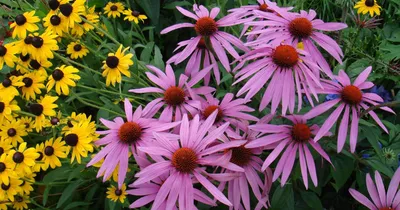 Эхинацея (Echinacea purpurea)