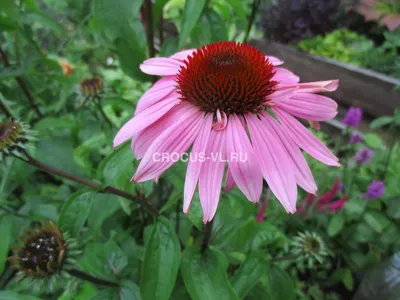 Echinacea purpurea / Эхинацея пурпурная (Эхинацея настояща… | Flickr