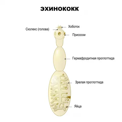 Эхинококкоз - причины появления, симптомы заболевания, диагностика и  способы лечения