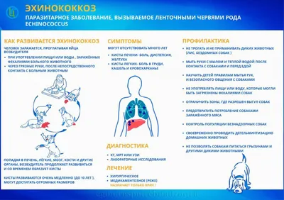 Осторожно: эхинококкоз | Журнал ОХОТА | Дзен