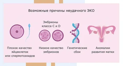 ЭКО в естественном цикле в Липецке