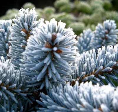 Семена Ель ликиангинская (Picea likiangensis) купить по низкой цене в  интернет-магазине - Интернет-магазин «СЕМЕНА ТУТ»